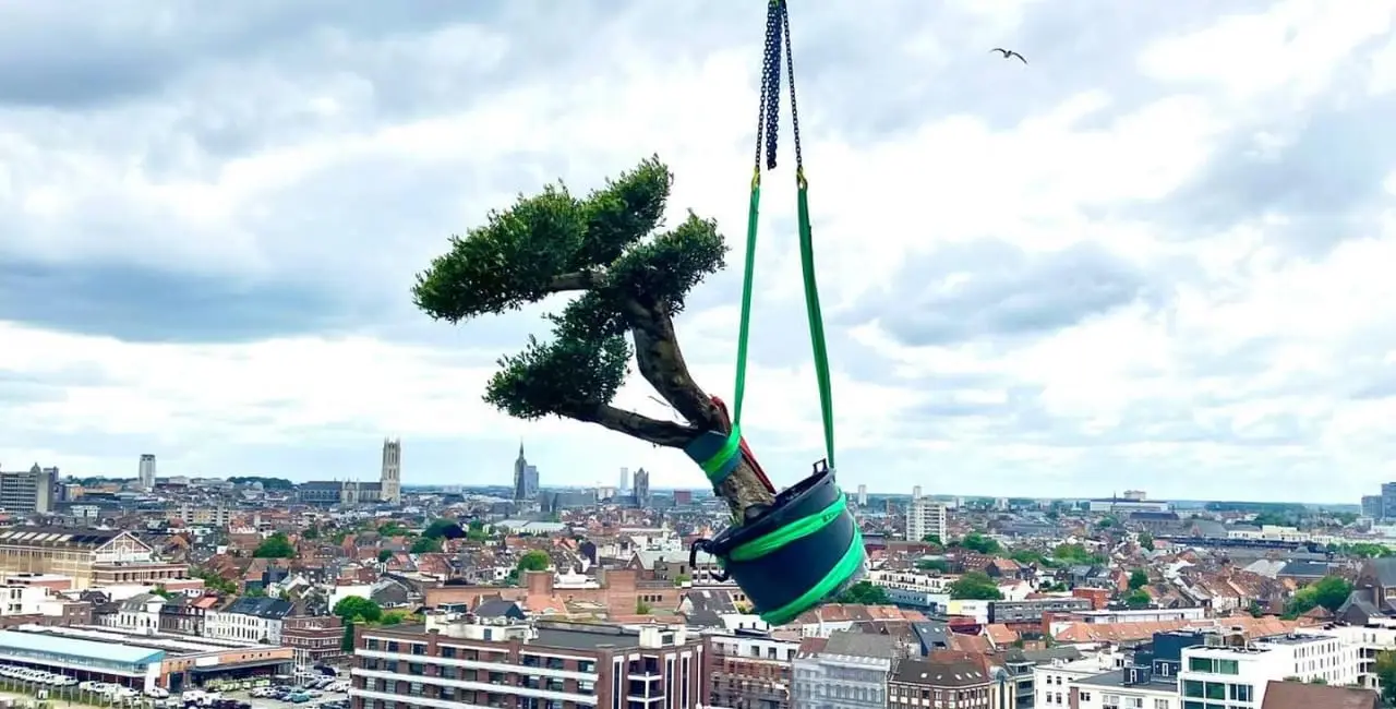 Olijfboom in Gent